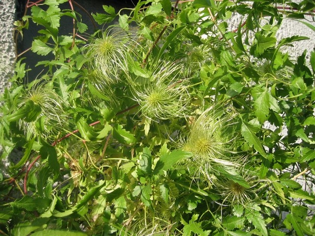 Clematis T.